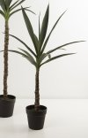 Lille yucca palme